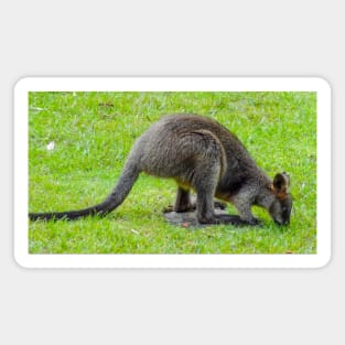 Swamp Wallaby Magnet